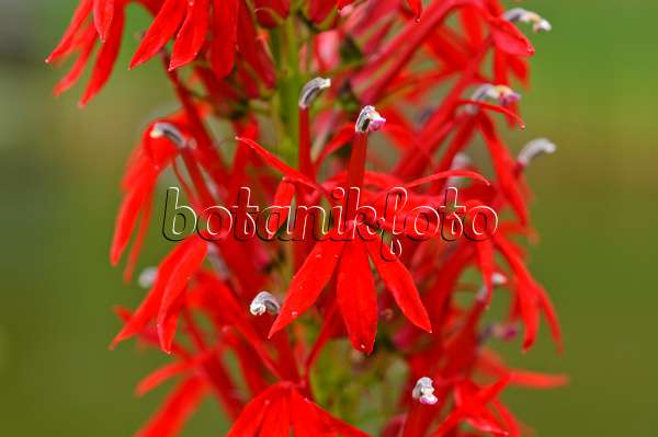 474261 - Cardinal flower (Lobelia cardinalis)