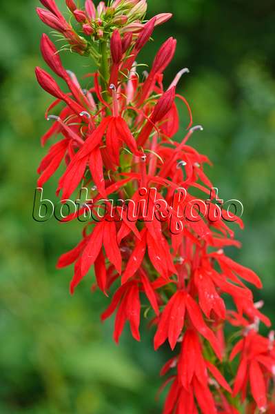 487169 - Cardinal flower (Lobelia cardinalis)
