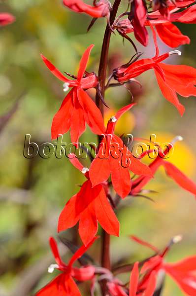 534390 - Cardinal flower (Lobelia cardinalis)