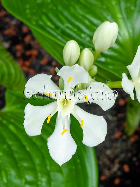 450040 - Cardwell lily (Proiphys amboinensis)