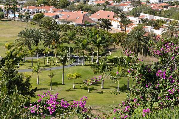 564044 - Caribbean royal palms (Roystonea oleracea) on a golf course, Maspalomas, Gran Canaria, Spain