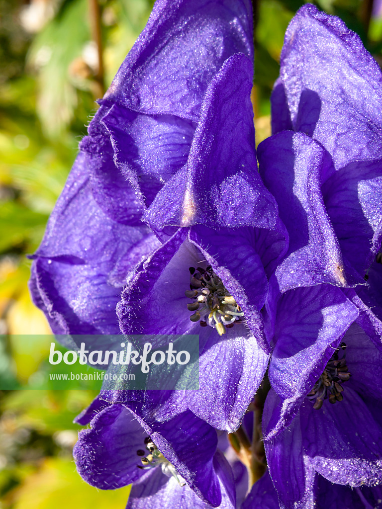 430205 - Carmichael's monkshood (Aconitum carmichaelii 'Arendsii' syn. Aconitum arendsii)