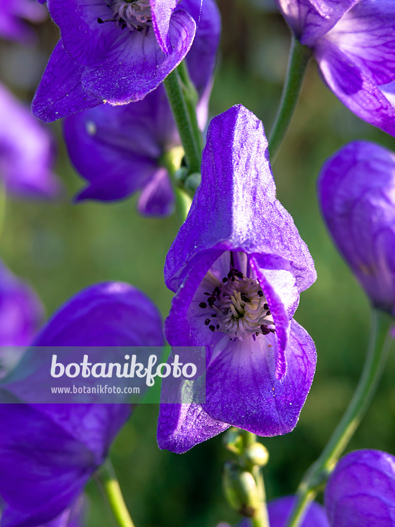 441186 - Carmichael's monkshood (Aconitum carmichaelii)