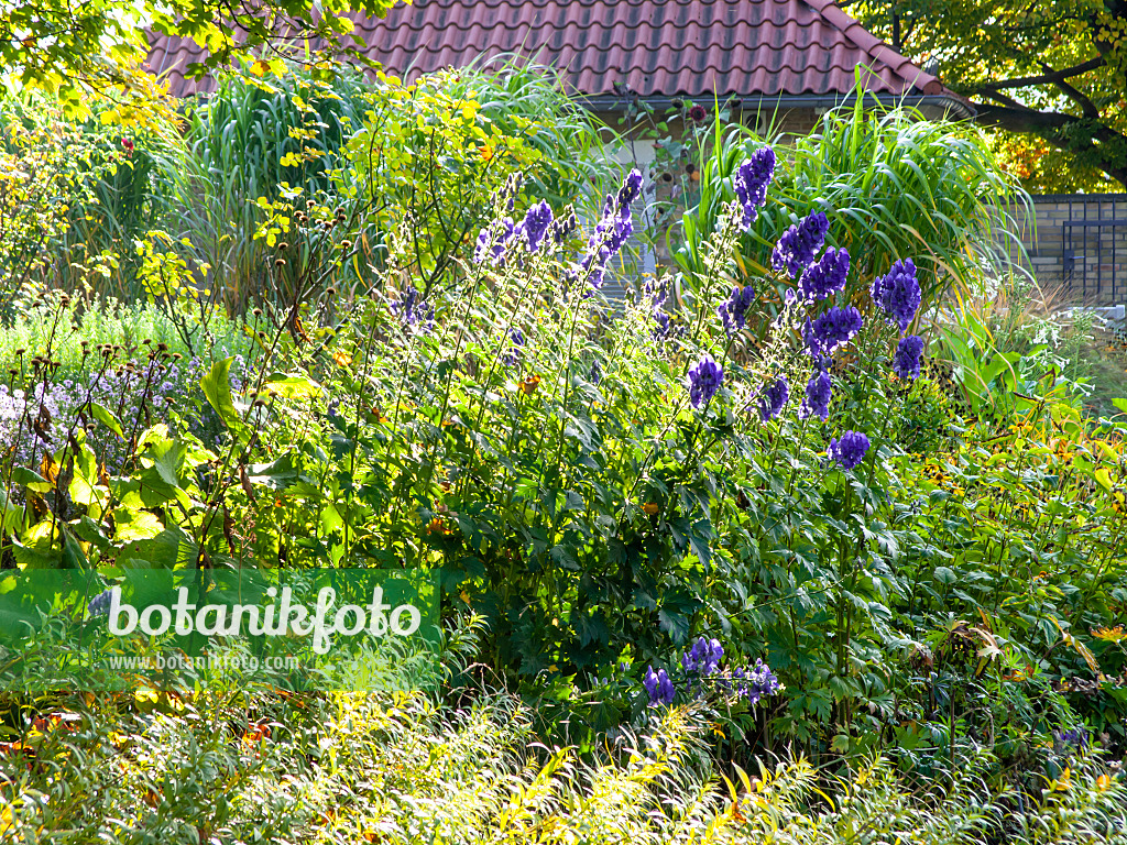 465133 - Carmichael's monkshood (Aconitum carmichaelii)