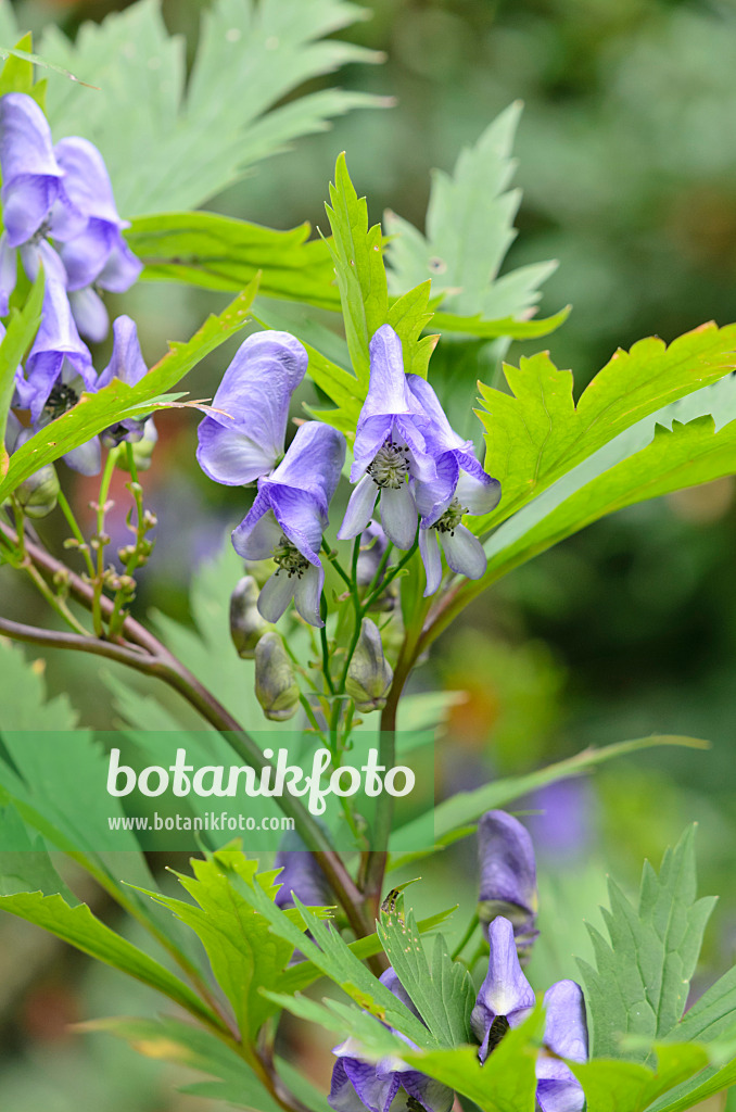 536023 - Carmichael's monkshood (Aconitum carmichaelii)