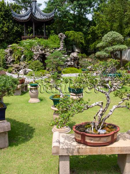 411212 - Carmona retusa, jardin de bonsaï, Singapour