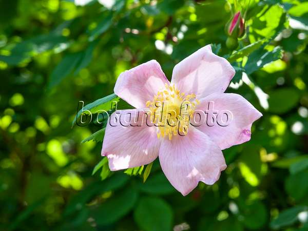 448075 - Carolina rose (Rosa carolina)