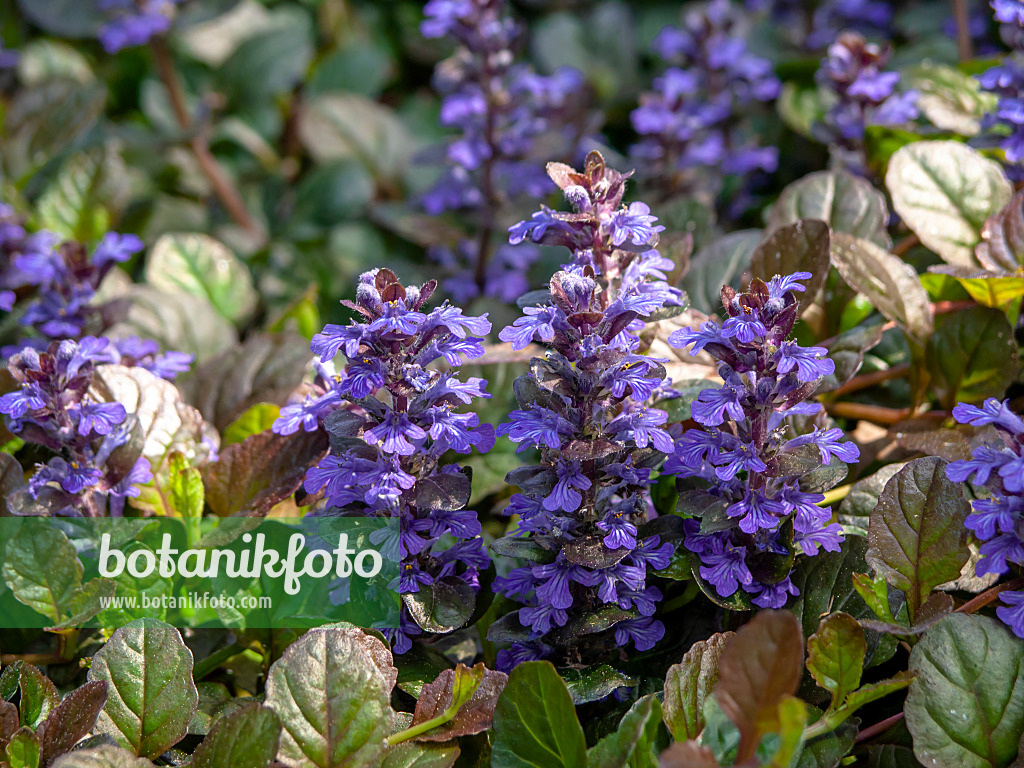 437249 - Carpet bugle (Ajuga reptans 'Atropurpurea')