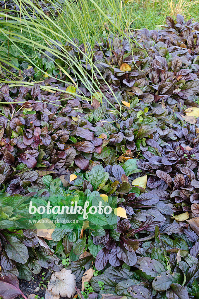 478017 - Carpet bugle (Ajuga reptans 'Atropurpurea')