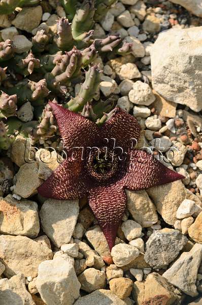 523211 - Carrion flower (Stapelia comparabilis)