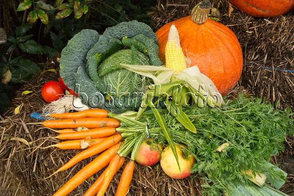 609030 - Carrot (Daucus), apple (Malus), cabbage (Brassica oleracea), corn (Zea mays), parsley (Petroselinum crispum) and squash (Cucurbita)