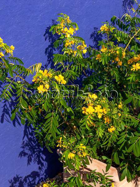 441174 - Cassia popcorn (Senna didymobotrya syn. Cassia didymobotrya)