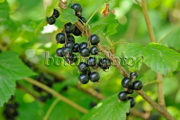 518046 - Cassissier (Ribes nigrum)