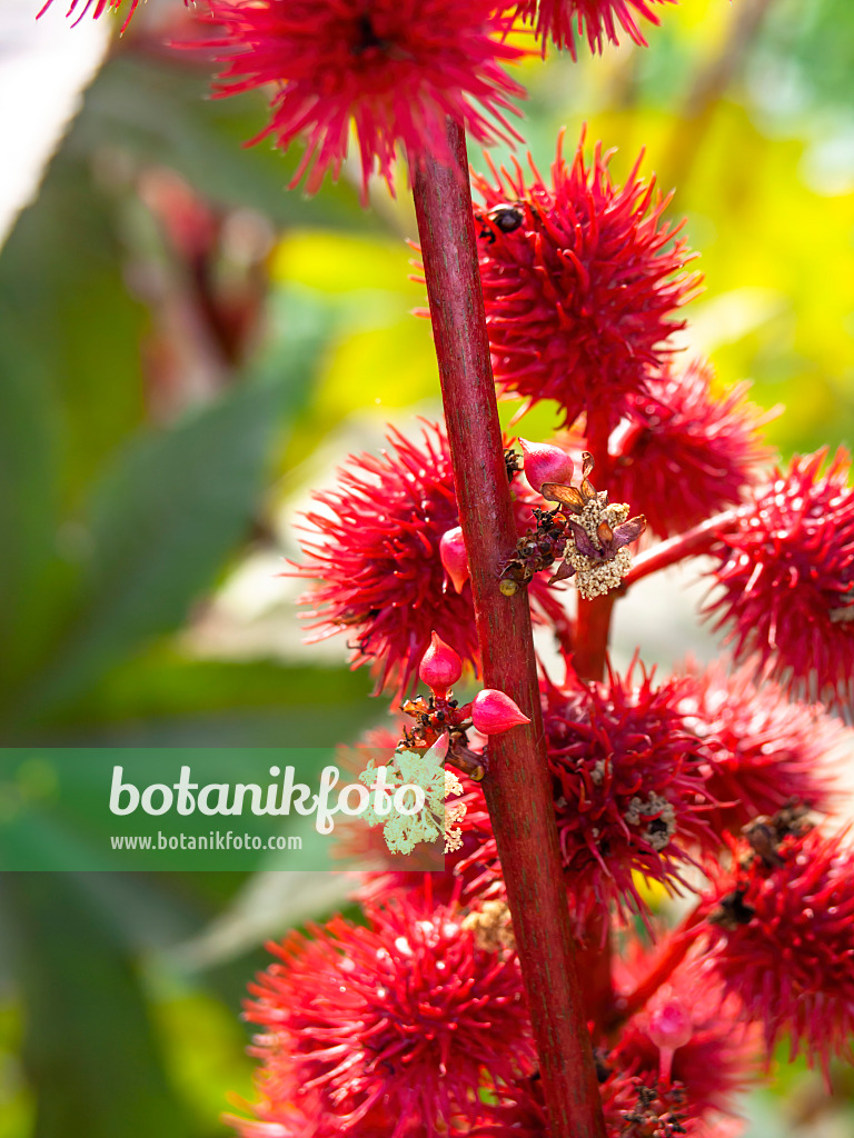 441034 - Castor oil plant (Ricinus communis)