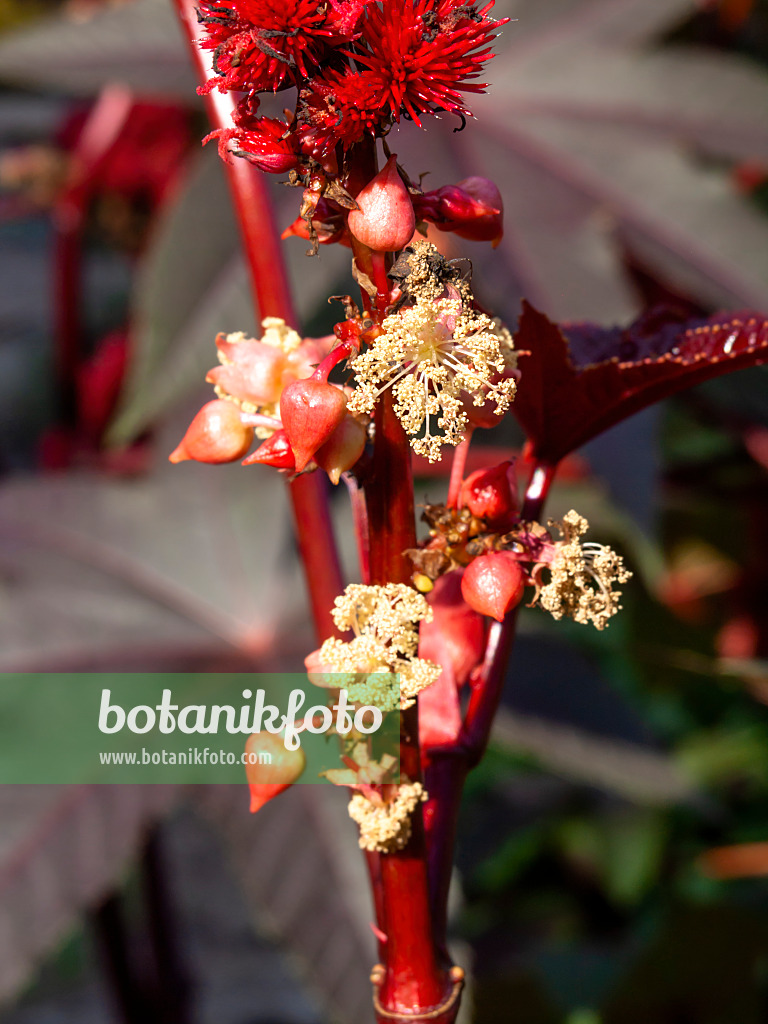 464009 - Castor oil plant (Ricinus communis)