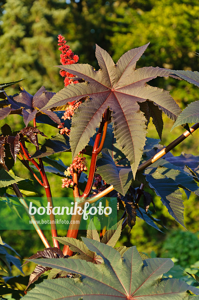 487118 - Castor oil plant (Ricinus communis)