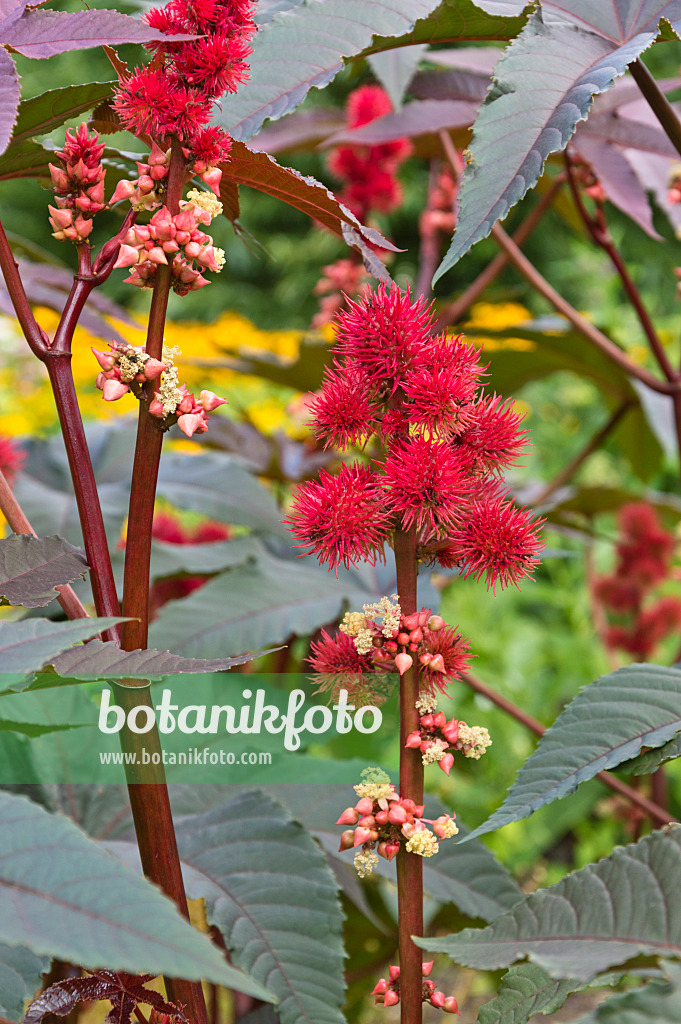 511162 - Castor oil plant (Ricinus communis)