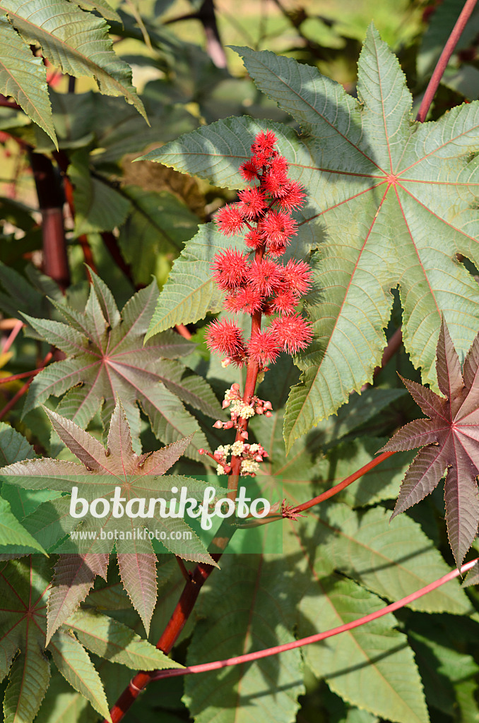 560012 - Castor oil plant (Ricinus communis)