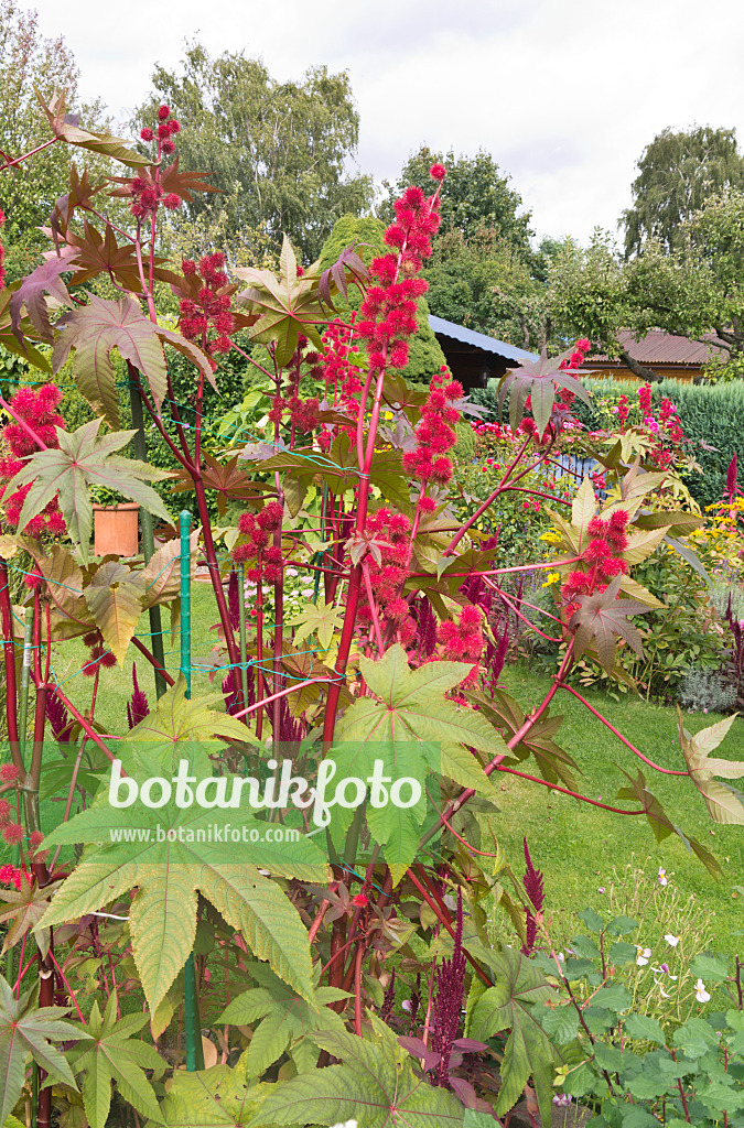 573078 - Castor oil plant (Ricinus communis)