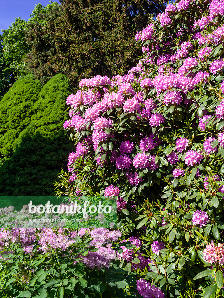 460136 - Catawba rhododendron (Rhododendron catawbiense 'Grandiflorum')