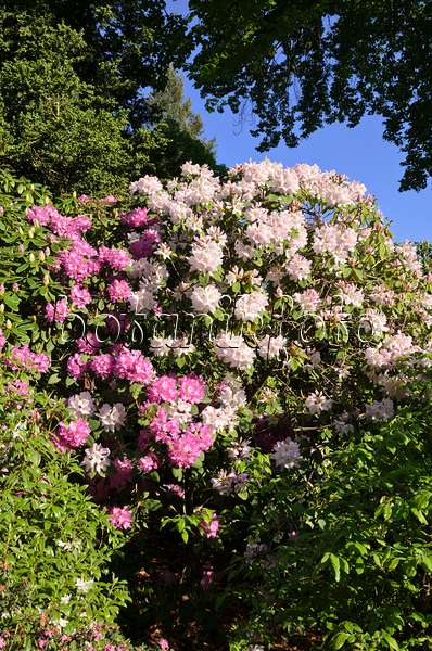 520267 - Catawba rhododendron (Rhododendron catawbiense 'Album')