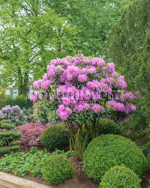 558226 - Catawba rhododendron (Rhododendron catawbiense 'Roseum Elegans') and common boxwood (Buxus sempervirens)
