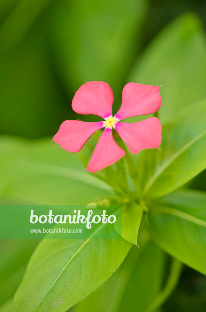 524148 - Catharanthus trichophyllus