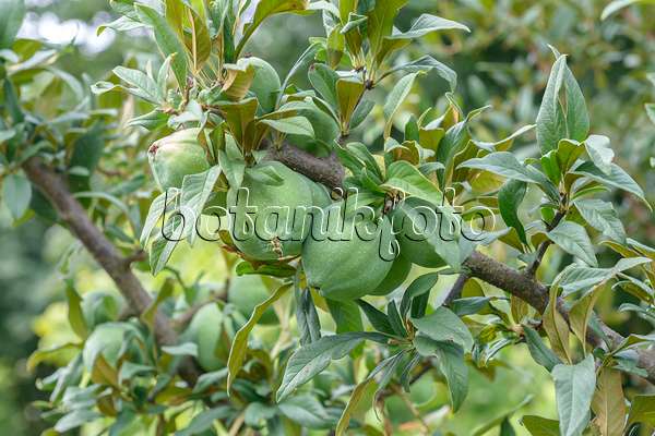 575053 - Cathay quince (Chaenomeles cathayensis)