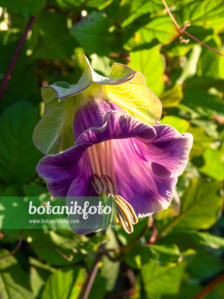 428227 - Cathedral bells (Cobaea scandens)