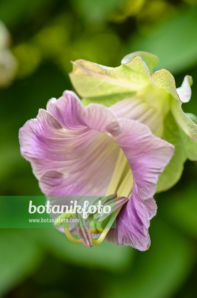 525021 - Cathedral bells (Cobaea scandens)