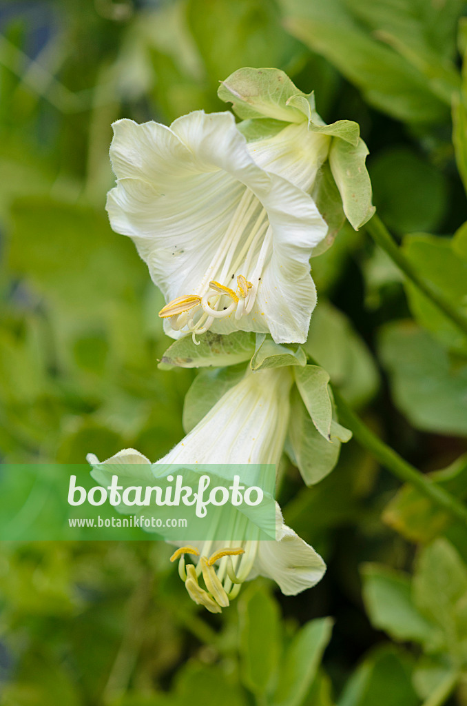 549005 - Cathedral bells (Cobaea scandens)