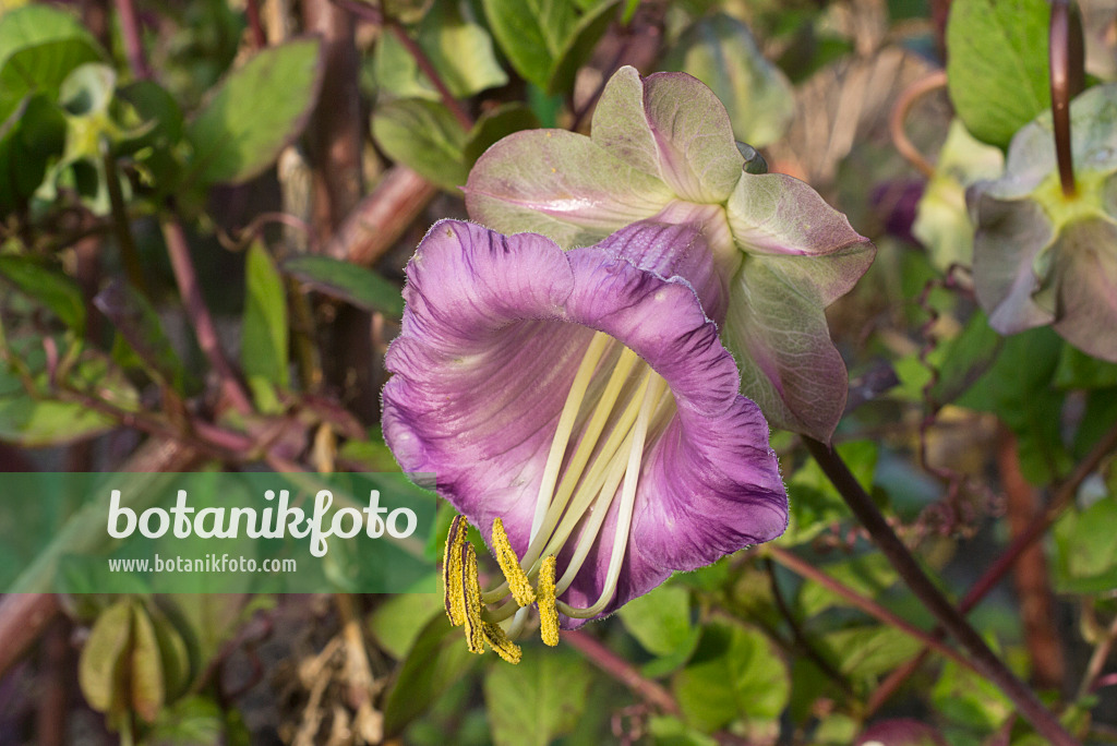 607252 - Cathedral bells (Cobaea scandens)