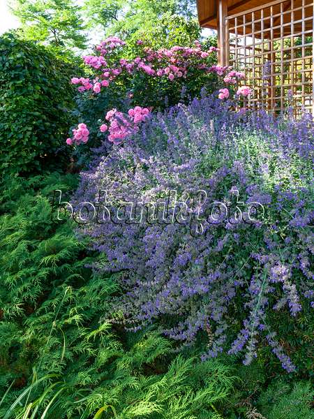 462029 - Catmint (Nepeta x faassenii) and rose (Rosa)