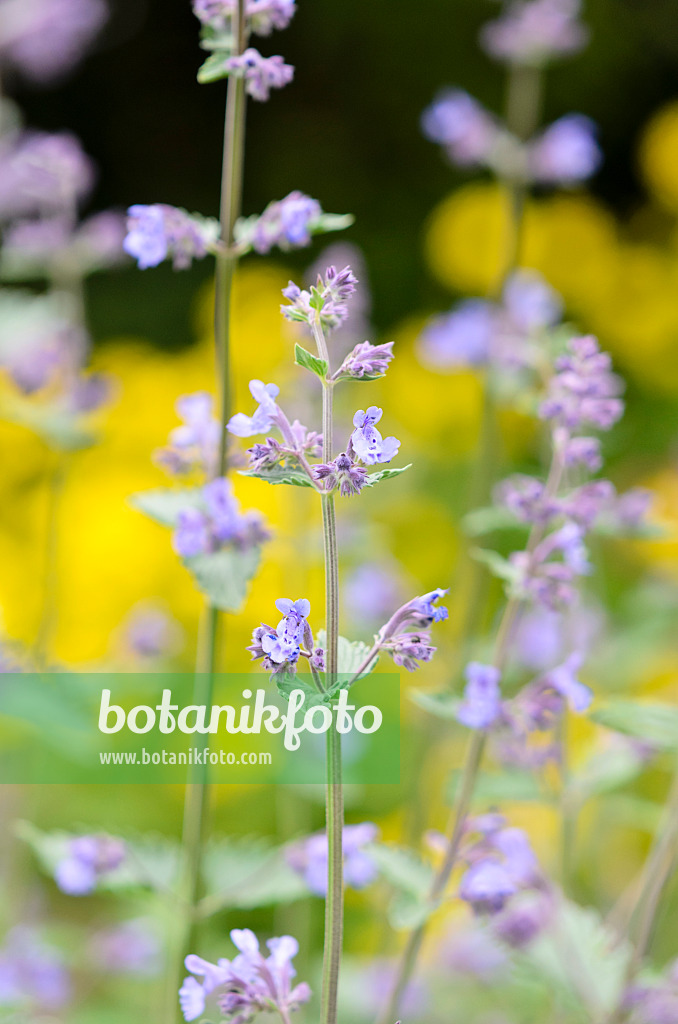 520477 - Catmint (Nepeta x fasssenii 'Walkers Low')