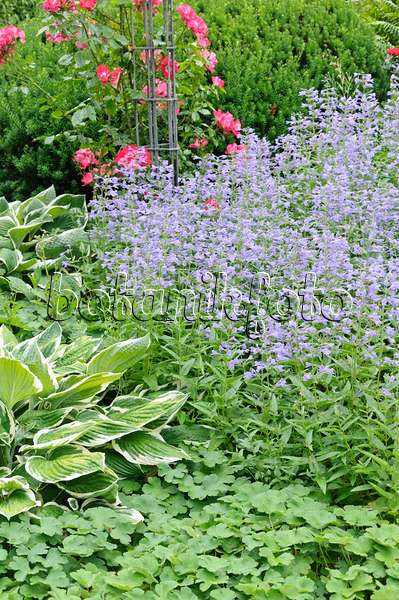486082 - Catmint (Nepeta), plantain lilies (Hosta) and roses (Rosa)