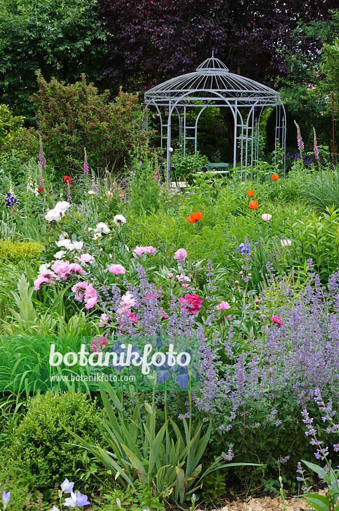 473078 - Catmints (Nepeta), irises (Iris), peonies (Paeonia) and oriental poppy (Papaver orientale) with garden pavilion