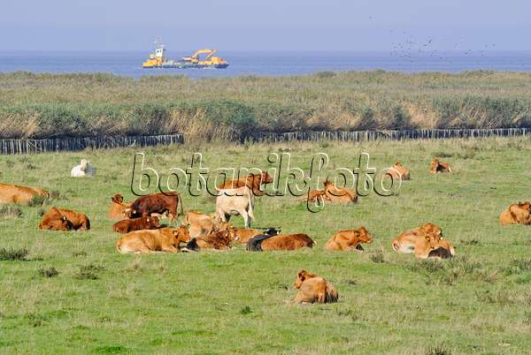 525084 - Cattle (Bos) at Elbe River Mouth near Otterndorf, Germany