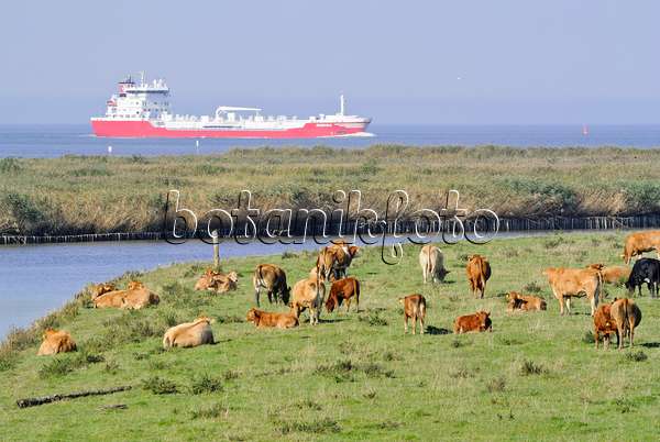 525087 - Cattle (Bos) at Elbe River Mouth near Otterndorf, Germany