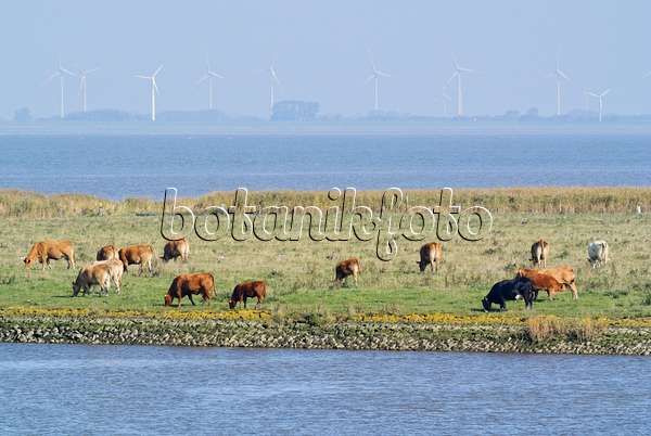 525088 - Cattle (Bos) at Elbe River Mouth near Otterndorf, Germany