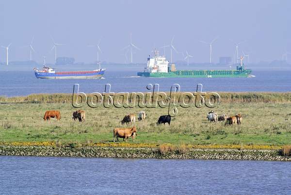 525089 - Cattle (Bos) at Elbe River Mouth near Otterndorf, Germany