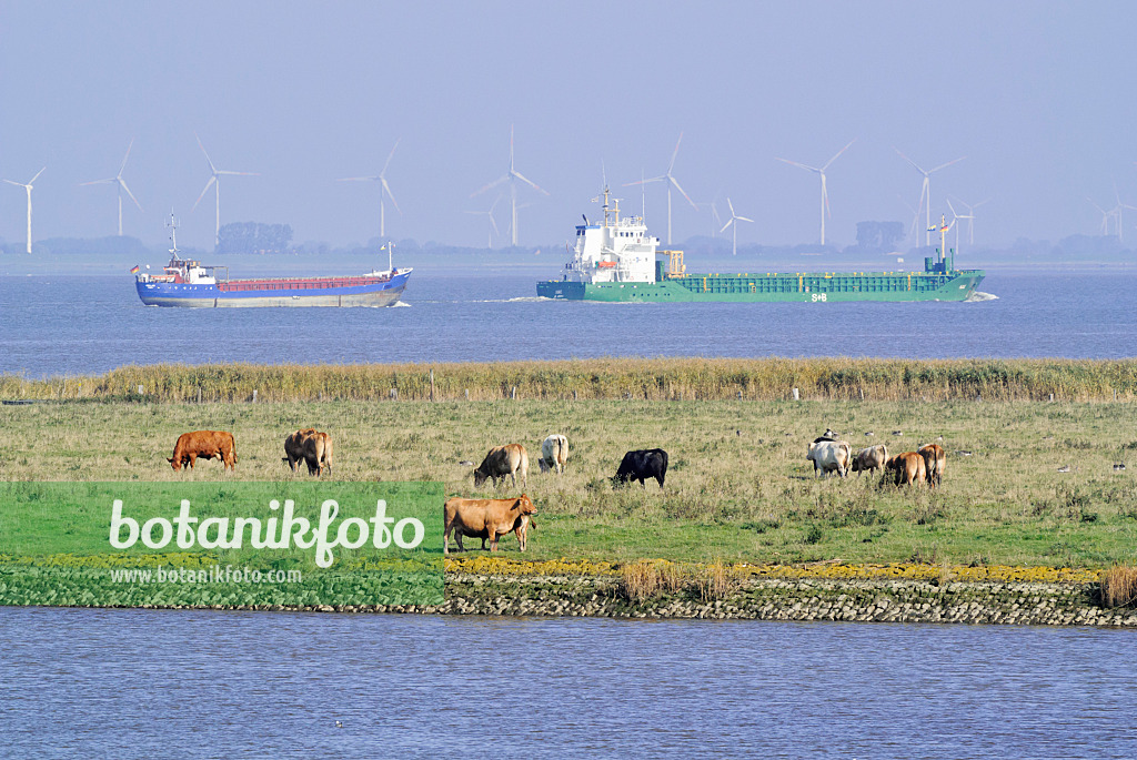 525089 - Cattle (Bos) at Elbe River Mouth near Otterndorf, Germany