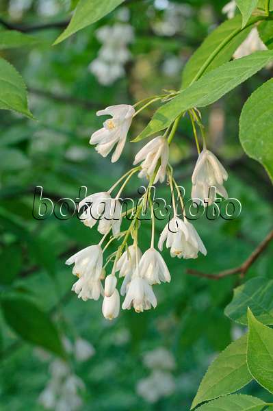 472008 - Caucasian bladdernut (Staphylea colchica)