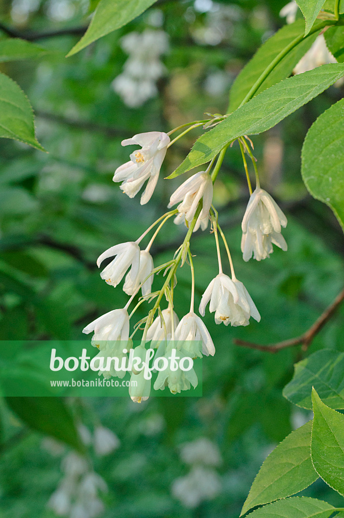 472008 - Caucasian bladdernut (Staphylea colchica)