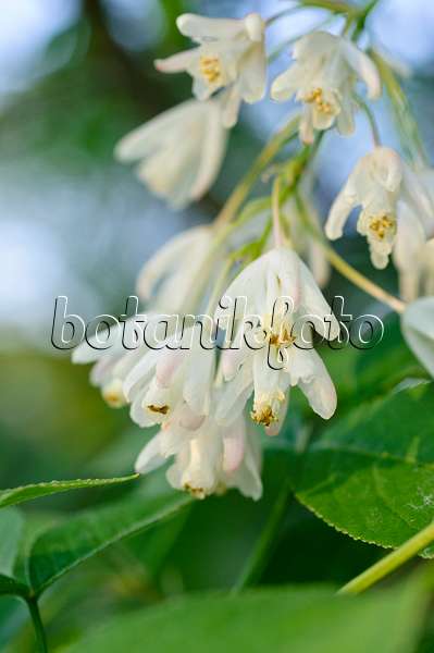 472009 - Caucasian bladdernut (Staphylea colchica)