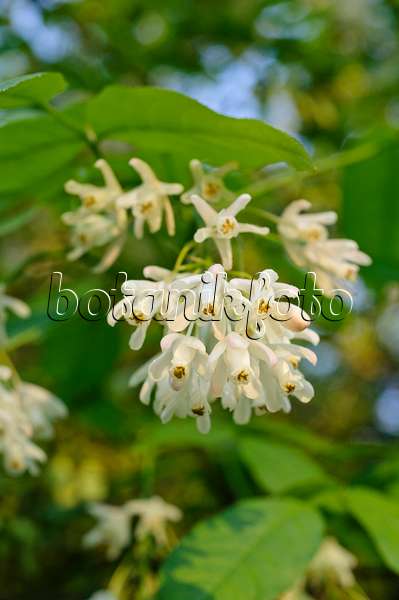 472011 - Caucasian bladdernut (Staphylea colchica)