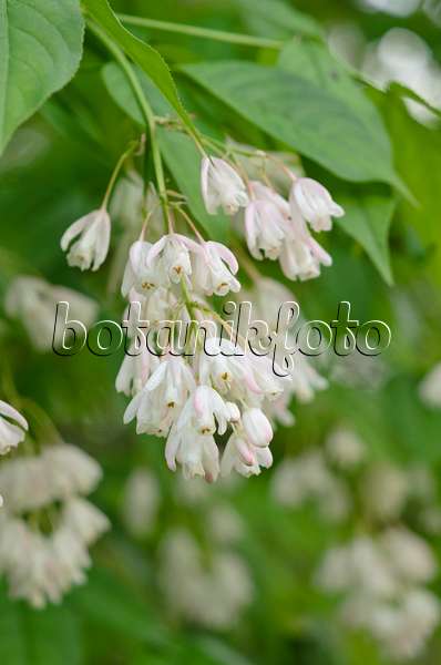 520204 - Caucasian bladdernut (Staphylea colchica)