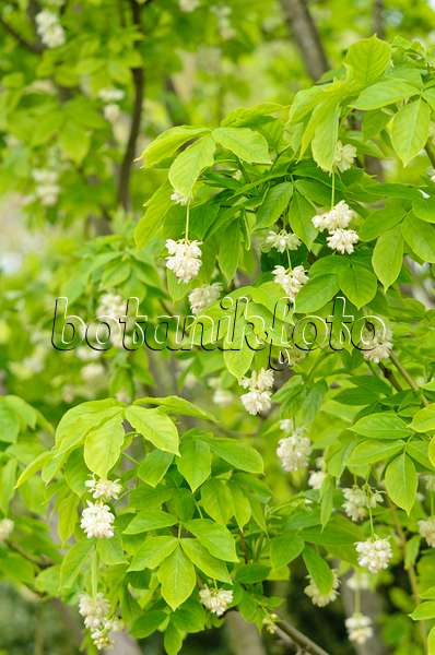 556014 - Caucasian bladdernut (Staphylea colchica)