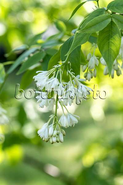 607213 - Caucasian bladdernut (Staphylea colchica)