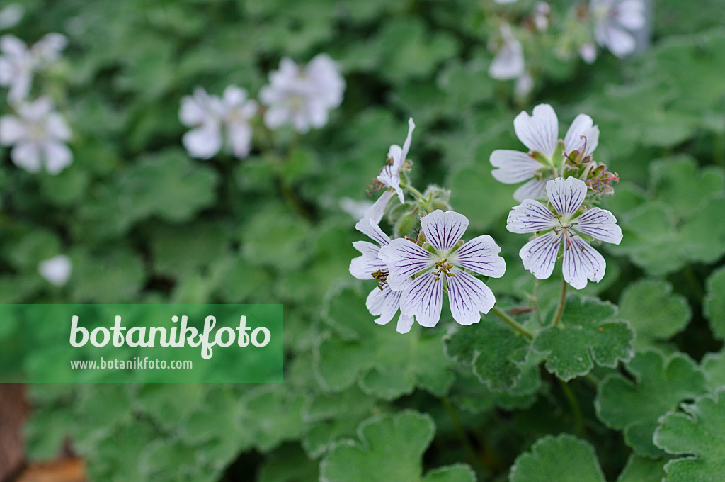 472050 - Caucasian cranesbil (Geranium renardii)