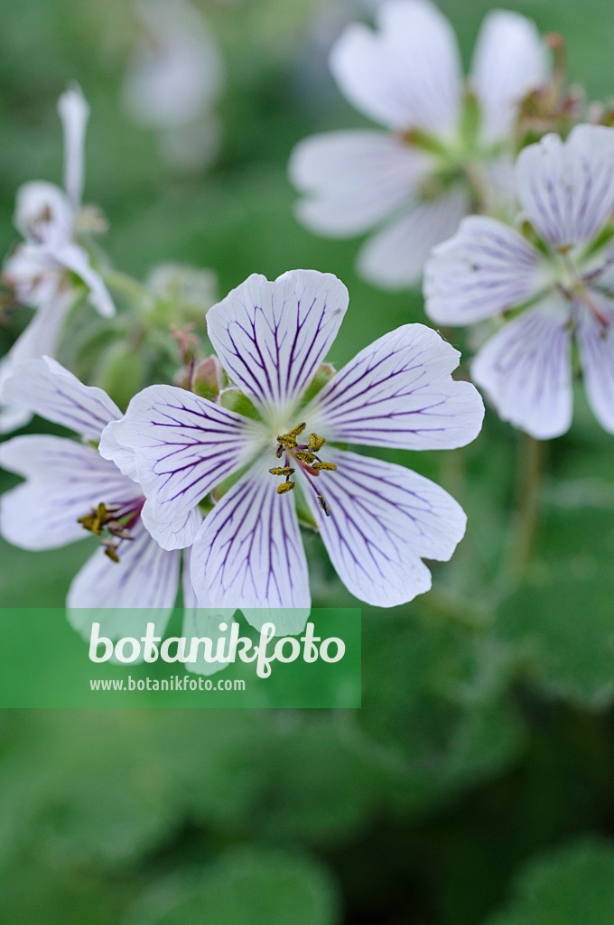 472051 - Caucasian cranesbil (Geranium renardii)